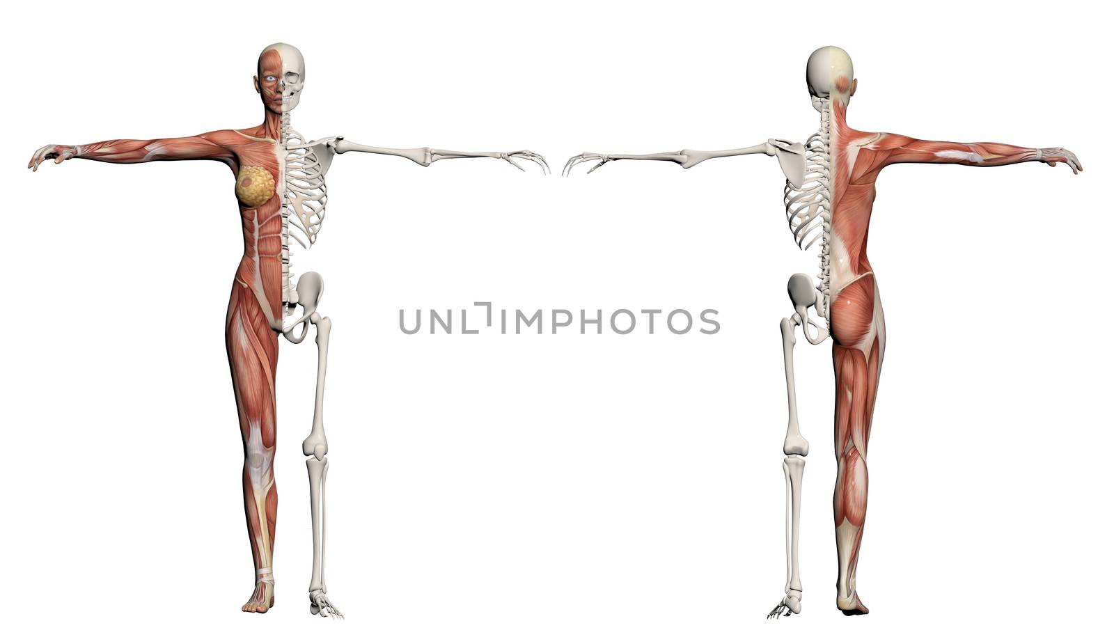 Human body of a female with muscles and skeleton by vitanovski