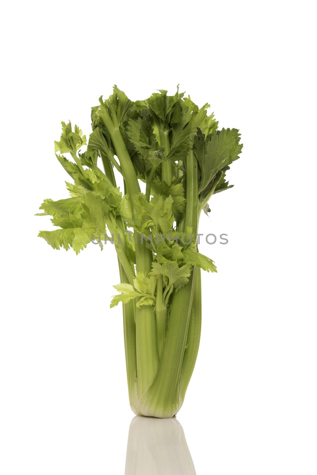 Fresh celery bunch isolated on white background