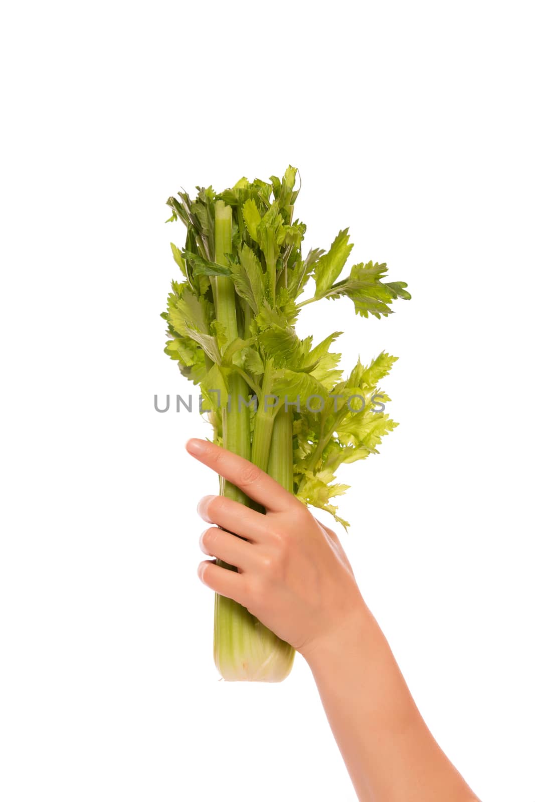 Fresh celery bunch in a hand isolated on white background