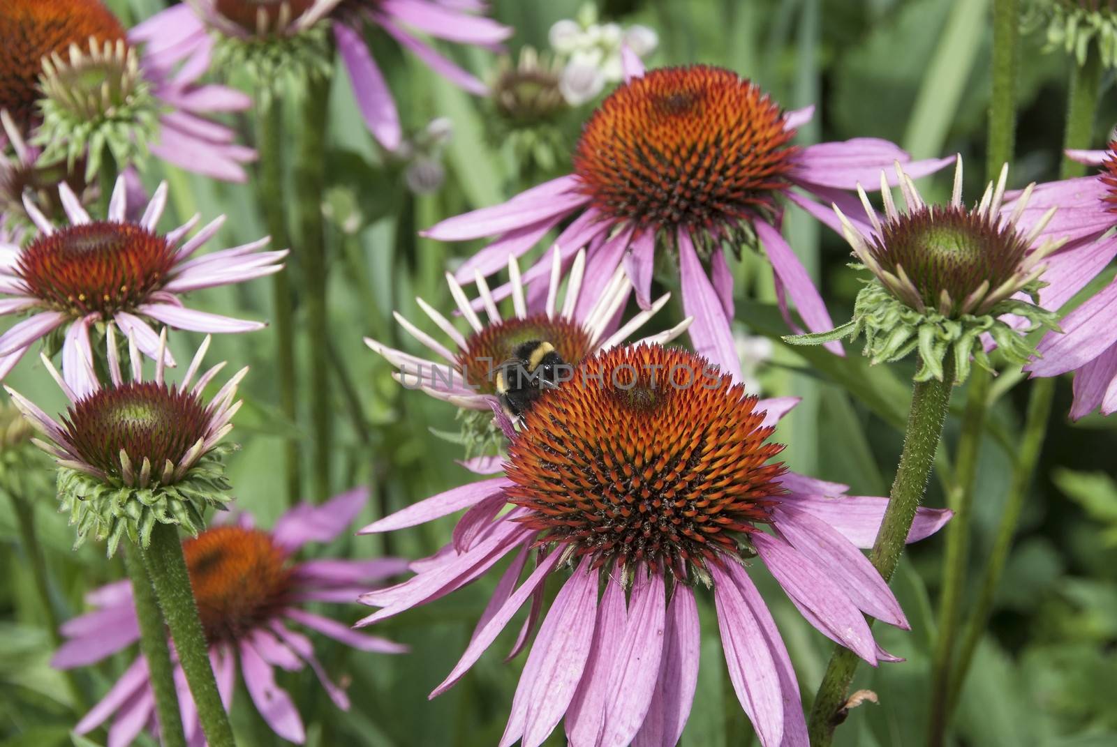 A Closeup of an Echinacea Flower used in Alternative Medicine with a Bee feeding on it