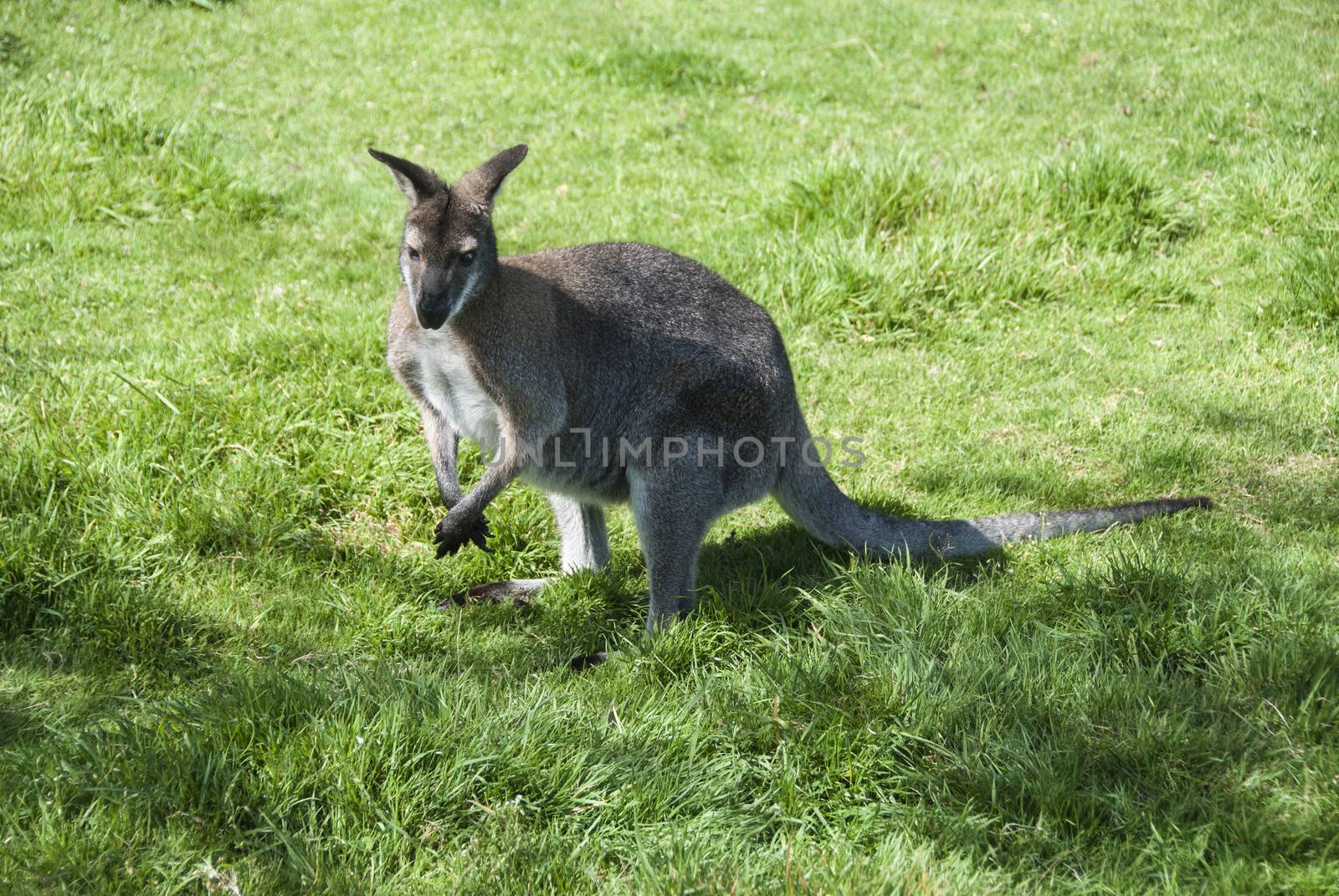 A Wallaby (Macropus Agilis) standing on grassland