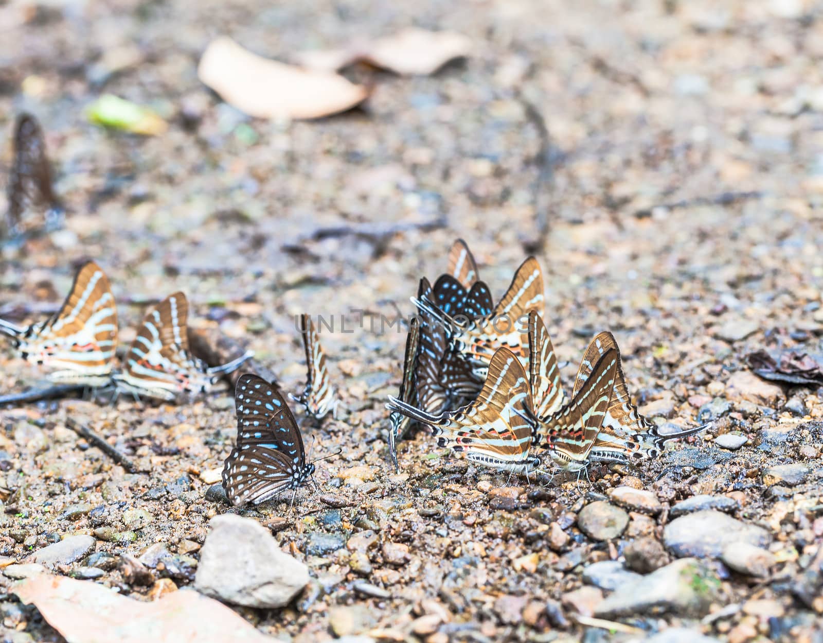 butterfly drinking earth moisture by jame_j@homail.com