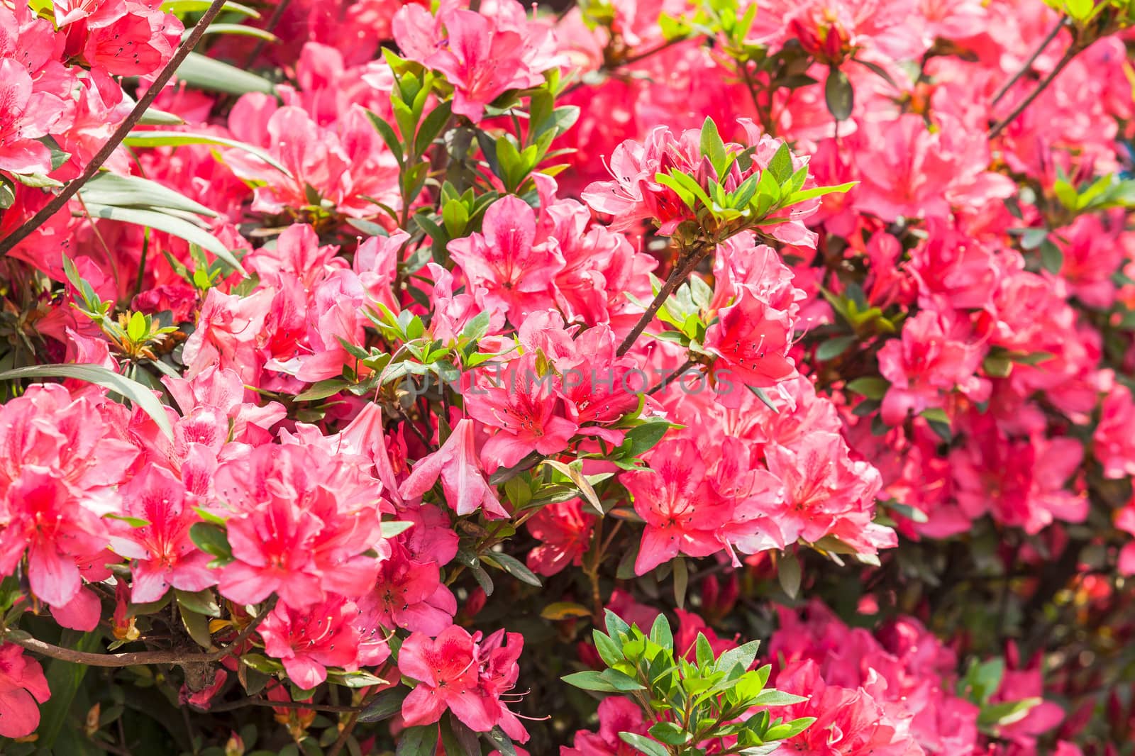 Red Rhododendrons flower  in Yoksom, Sikkim, India