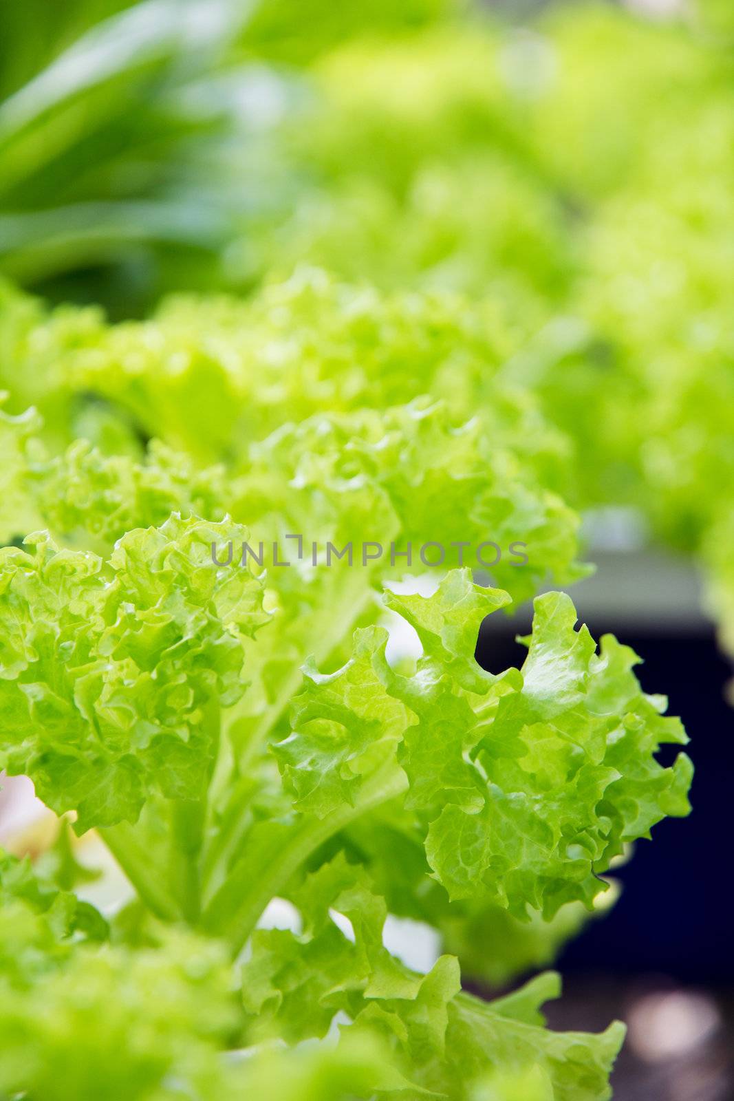 Hydroponics vegetable farm,Green Coral,Frillie Iceburg Lettuce
