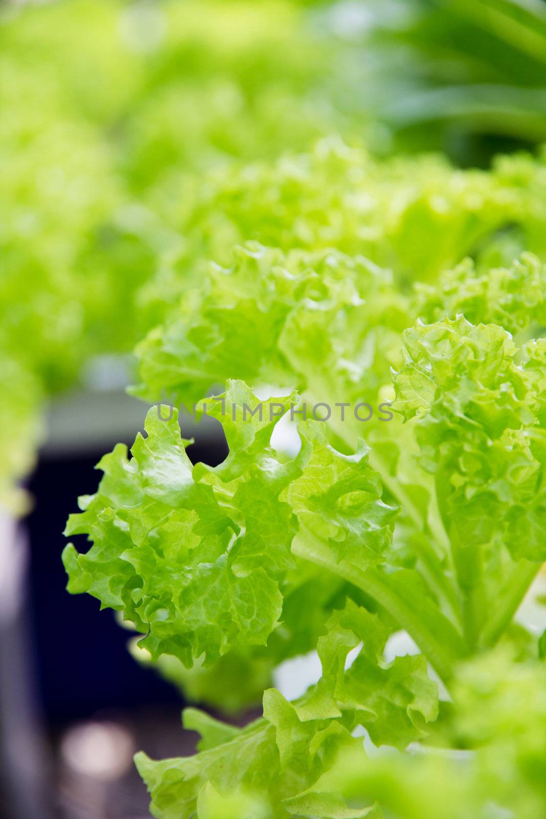 Hydroponics vegetable farm by ponsulak