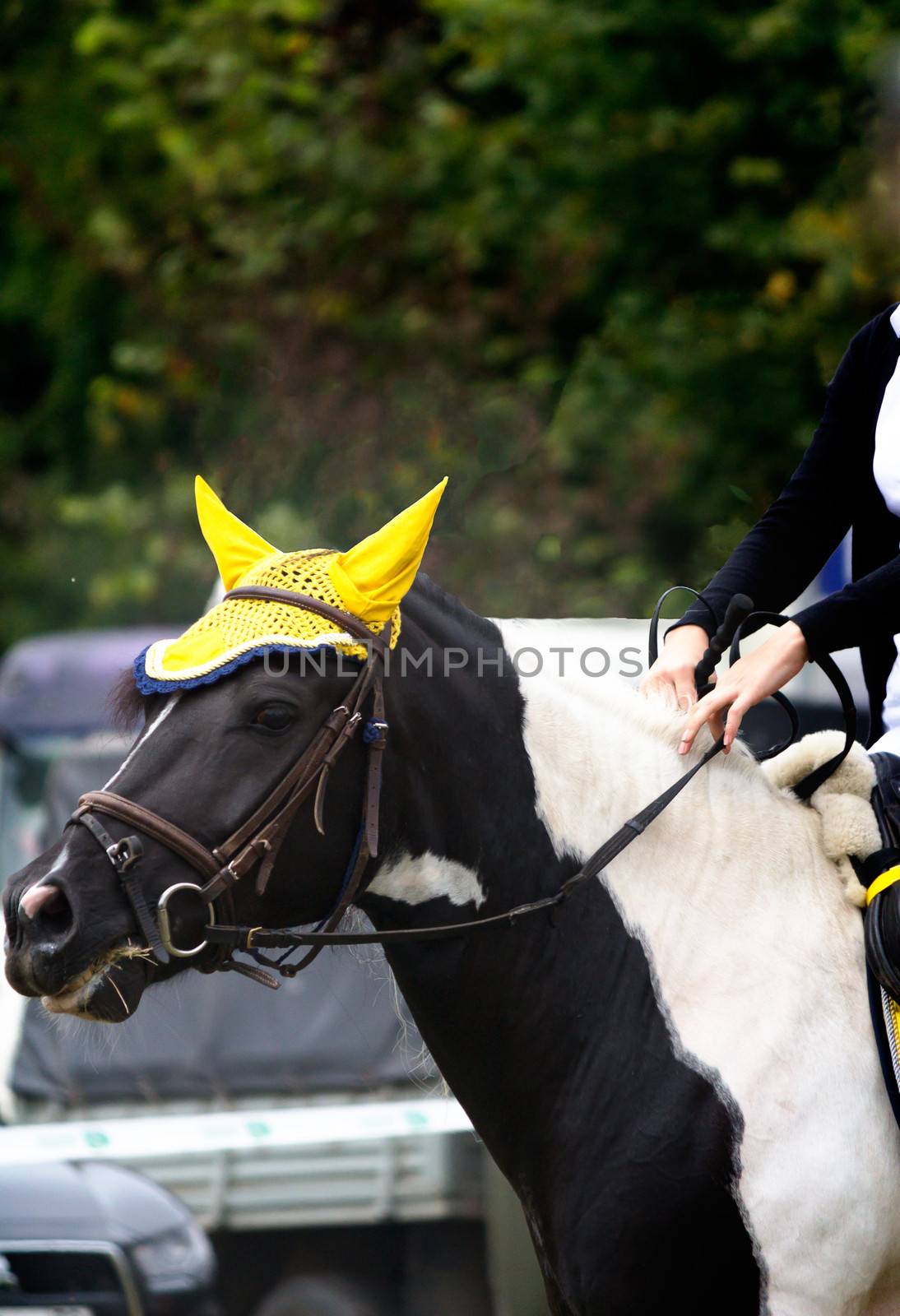 Horse driven rider during competitions riding
