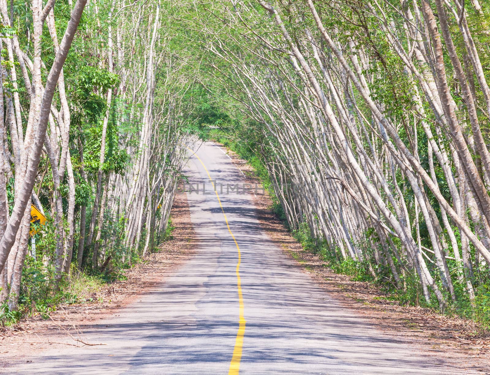 The road through the National Park, Thailand.