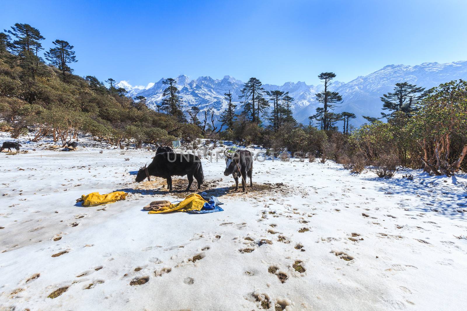 Phedang view point at Kanchenjunga National Park, Sikkim, India.