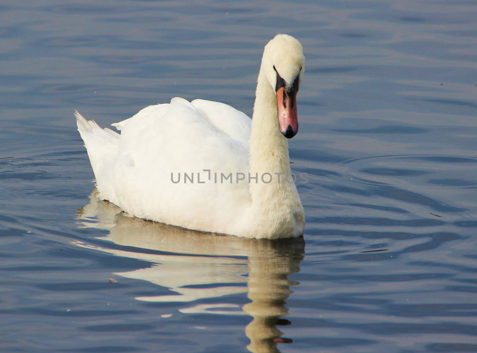 Close-up image of an adult Mute Swan.