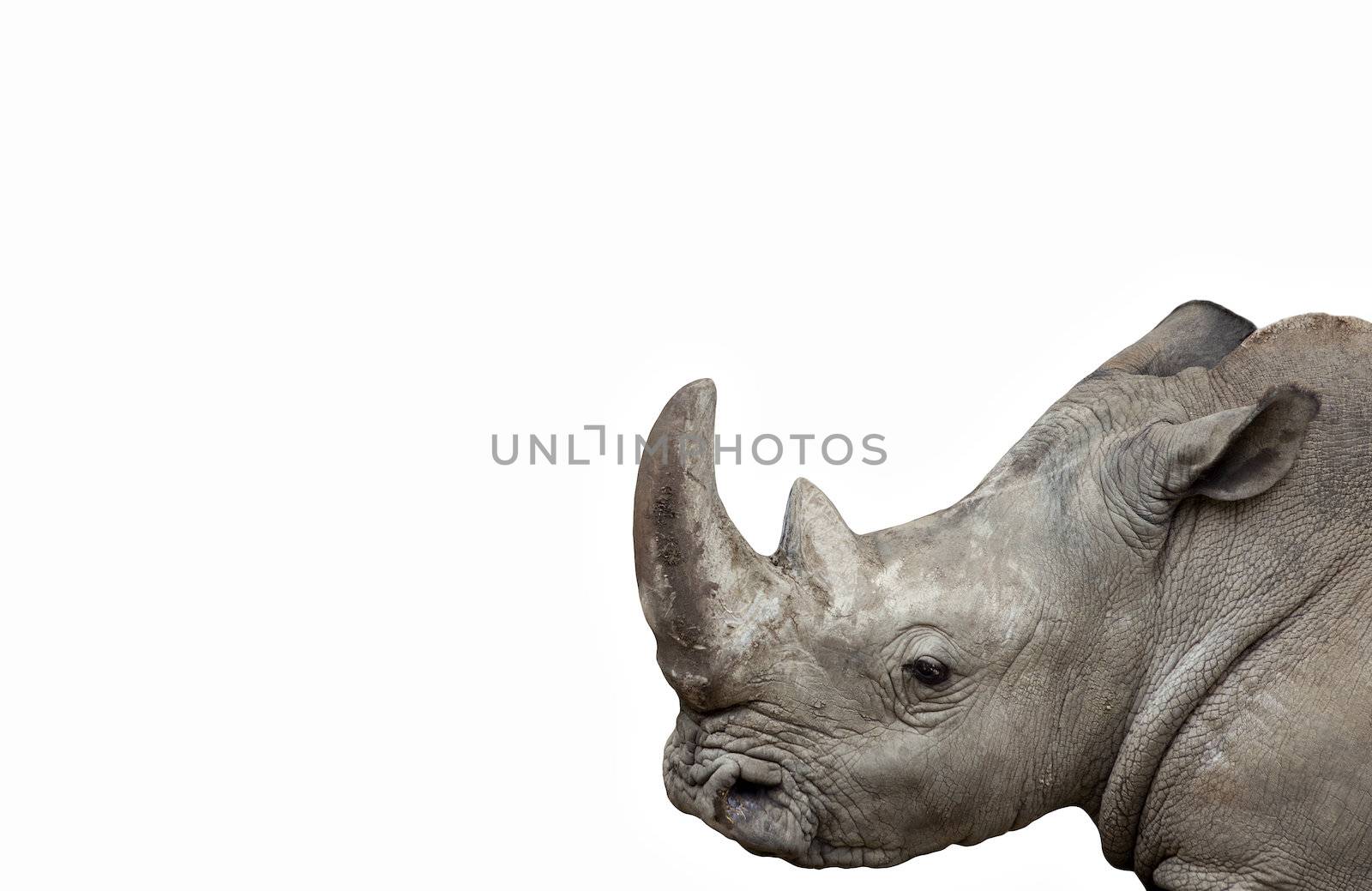Rhino isolated by vilevi