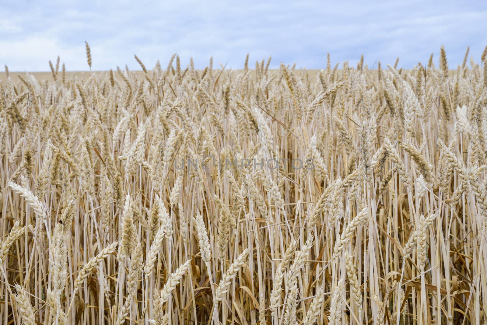 Golden barley field5