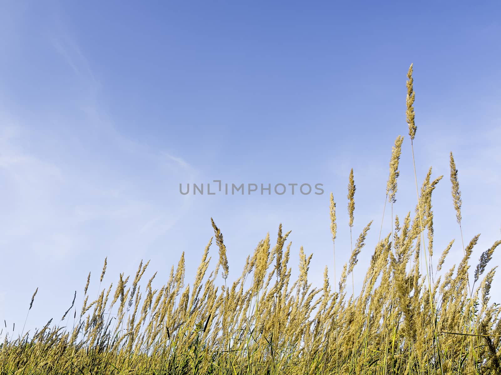 Picture of grasses and blue sky