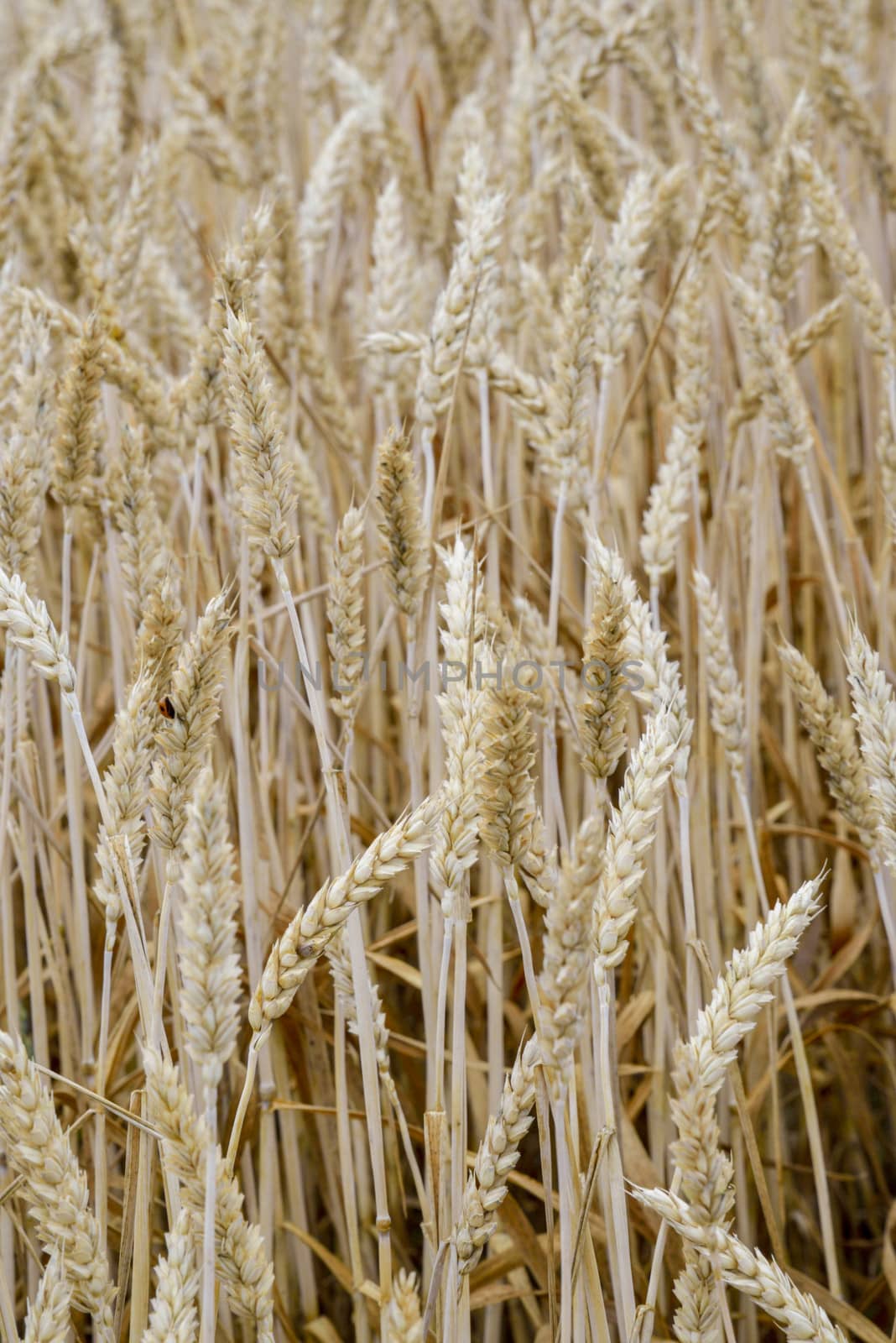 Golden barley field4