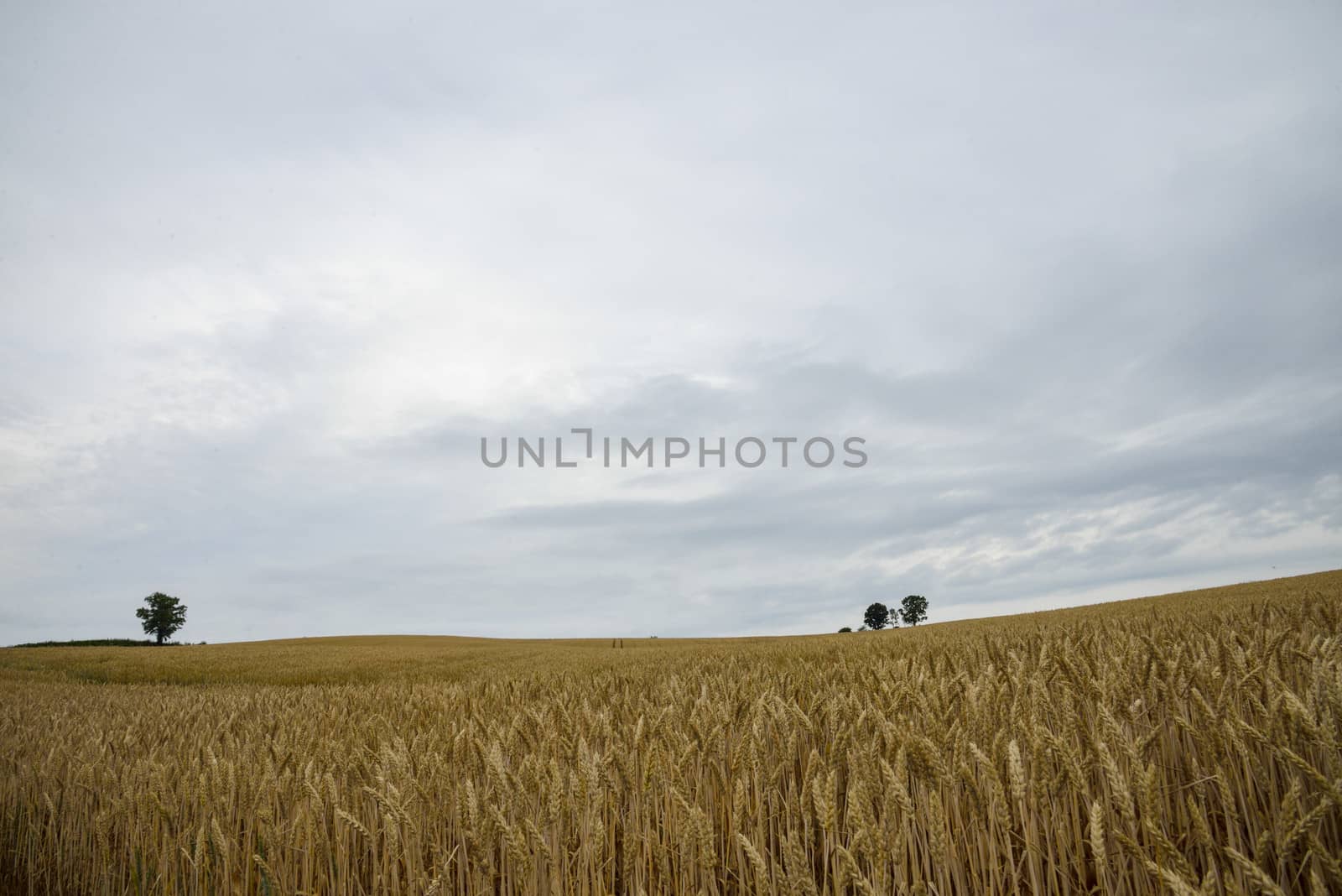 Parents and child tree in barley field8 by gjeerawut