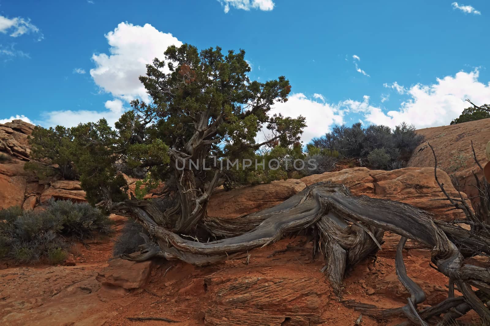 Red Desert, Arches National Park, Utah, USA