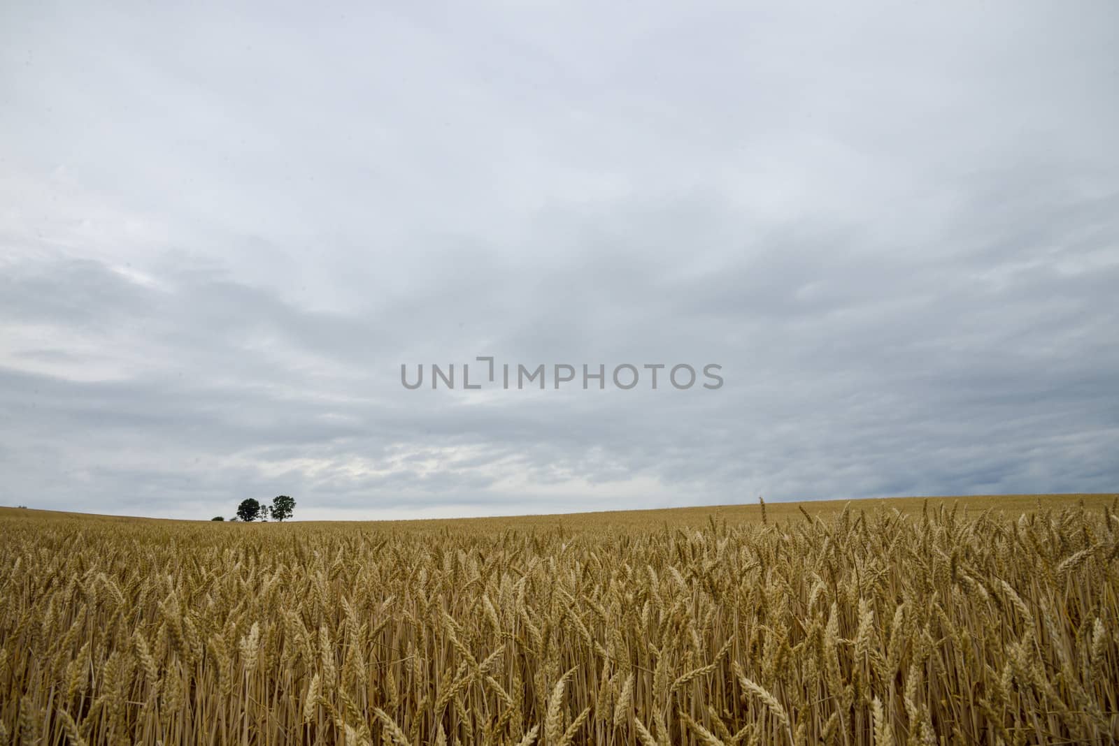 Parents and child tree in barley field7 by gjeerawut