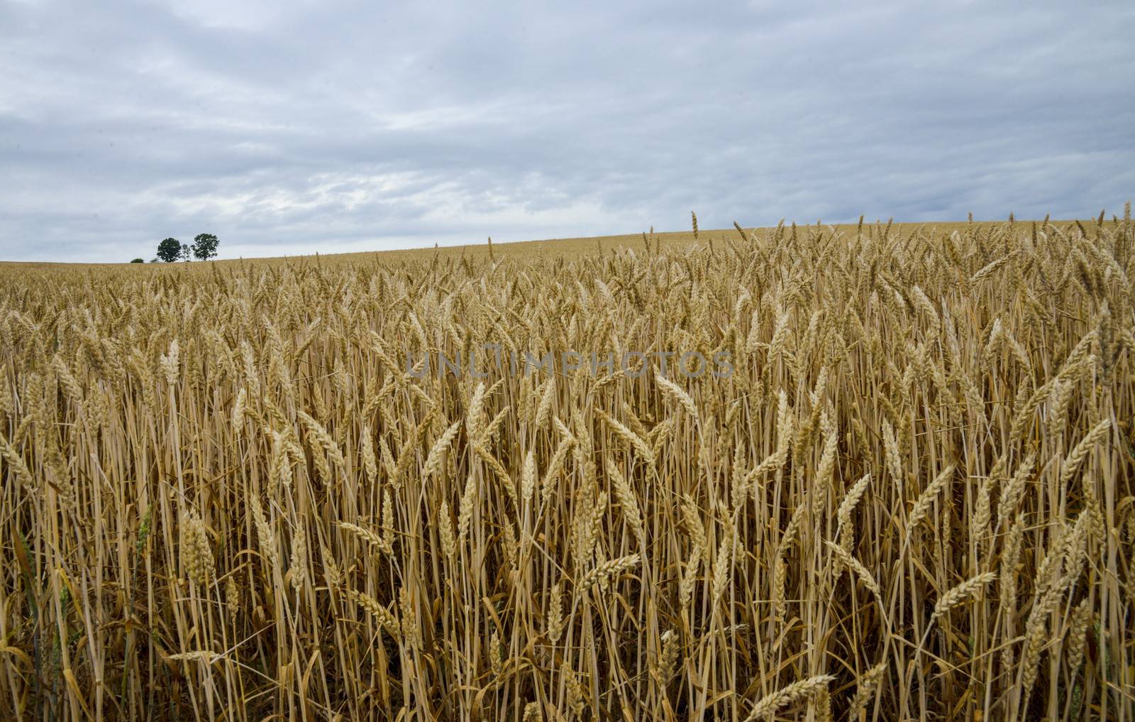 Parents and child tree in barley field6 by gjeerawut