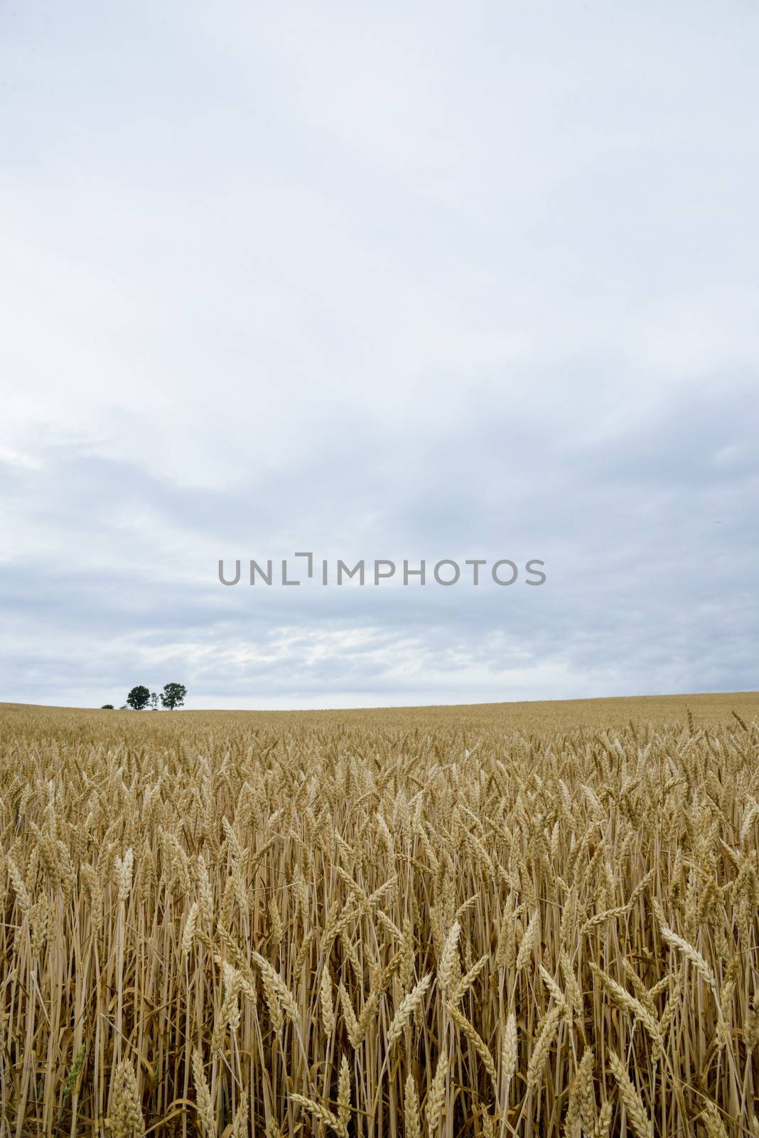 Parents and child tree in barley field4 by gjeerawut