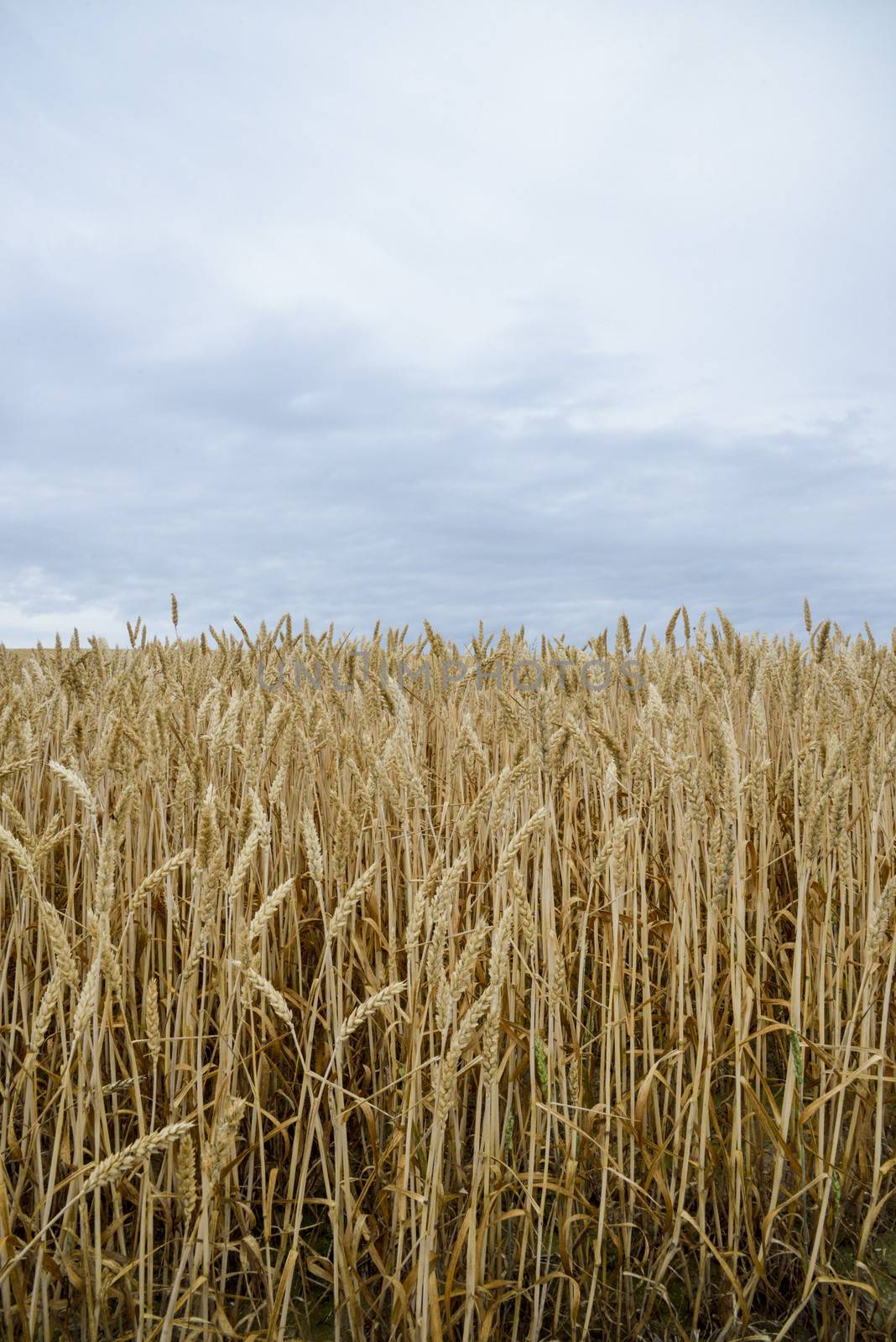 Golden barley field2 by gjeerawut