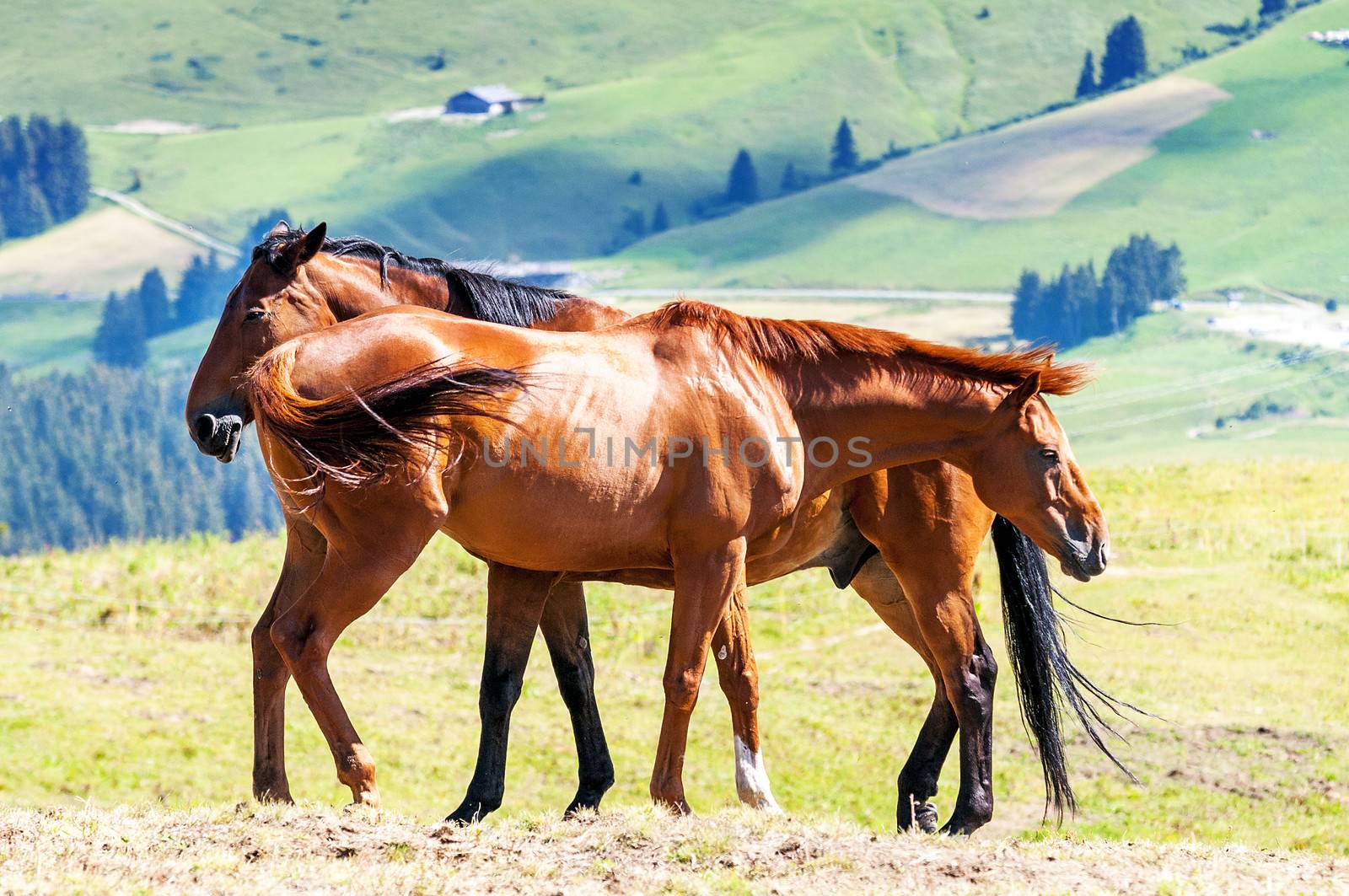 couple of beautiful horses in the landscape