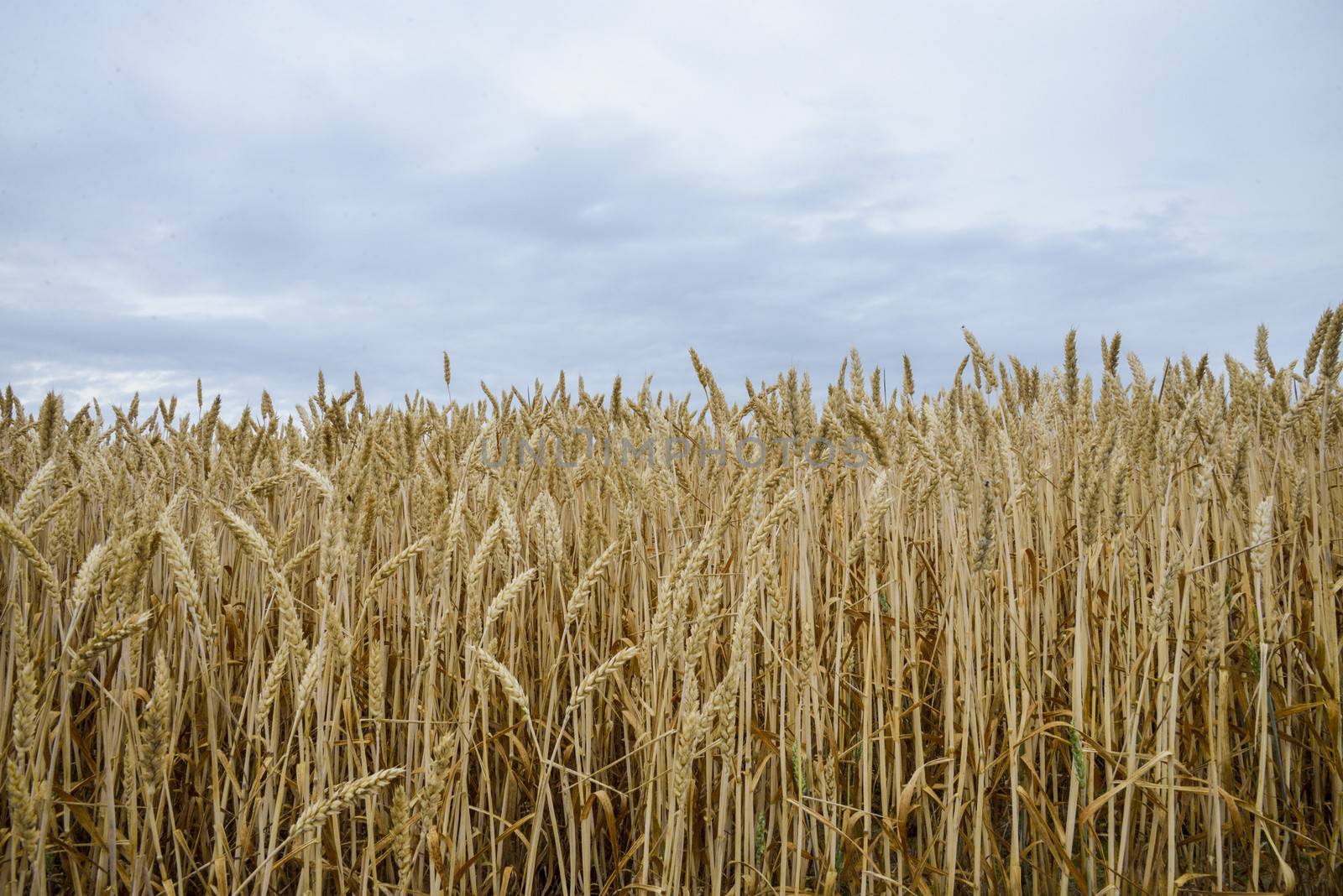 Golden barley field1 by gjeerawut