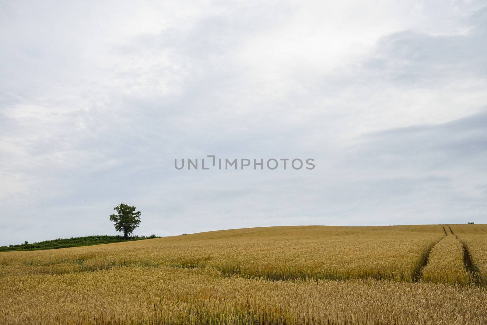 Parents and child tree in barley field3 by gjeerawut