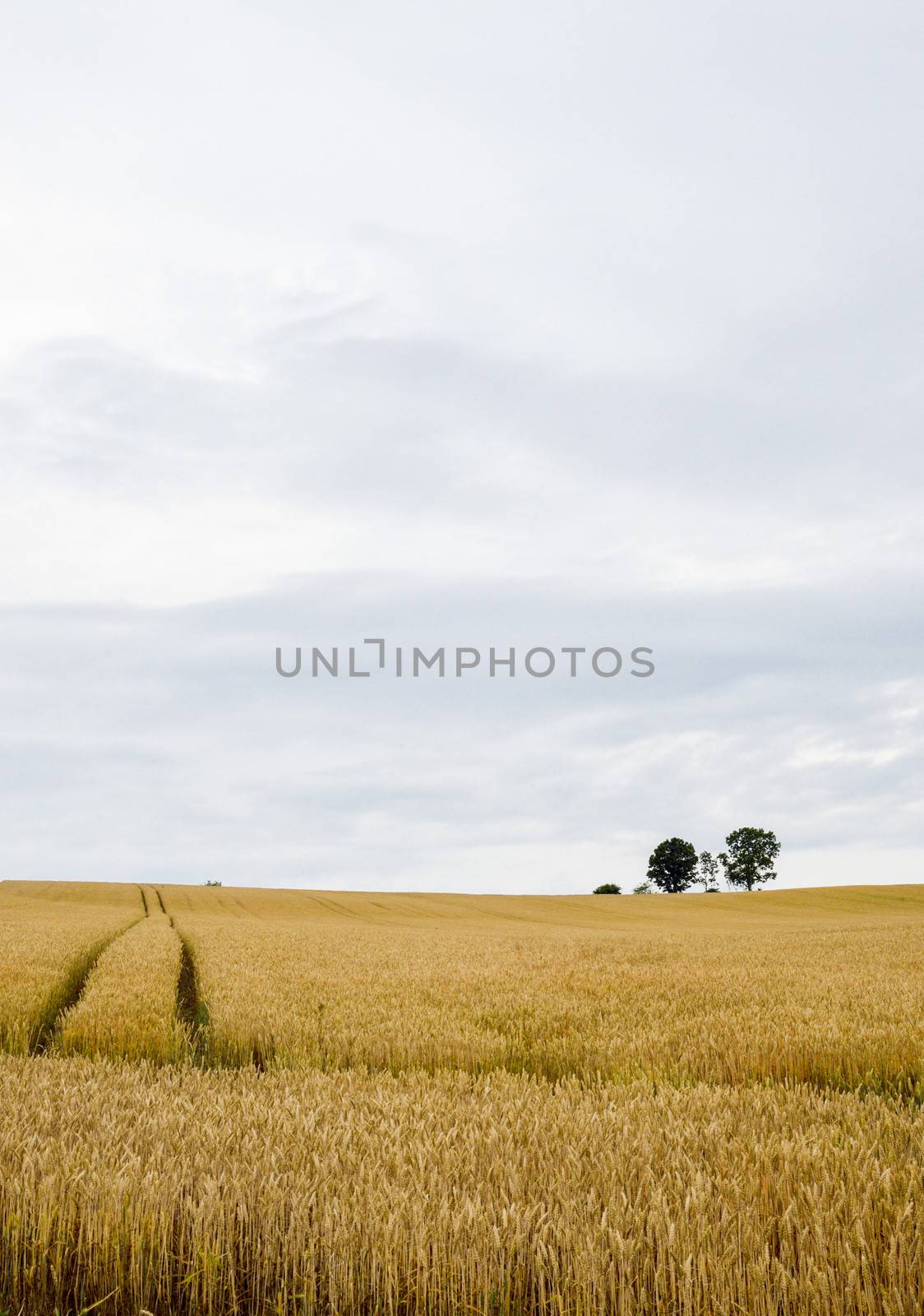 Parents and child tree in barley field2