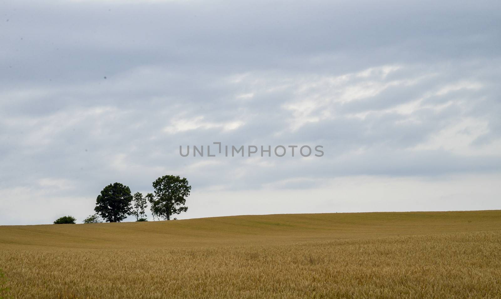 Parents and child tree in barley field1