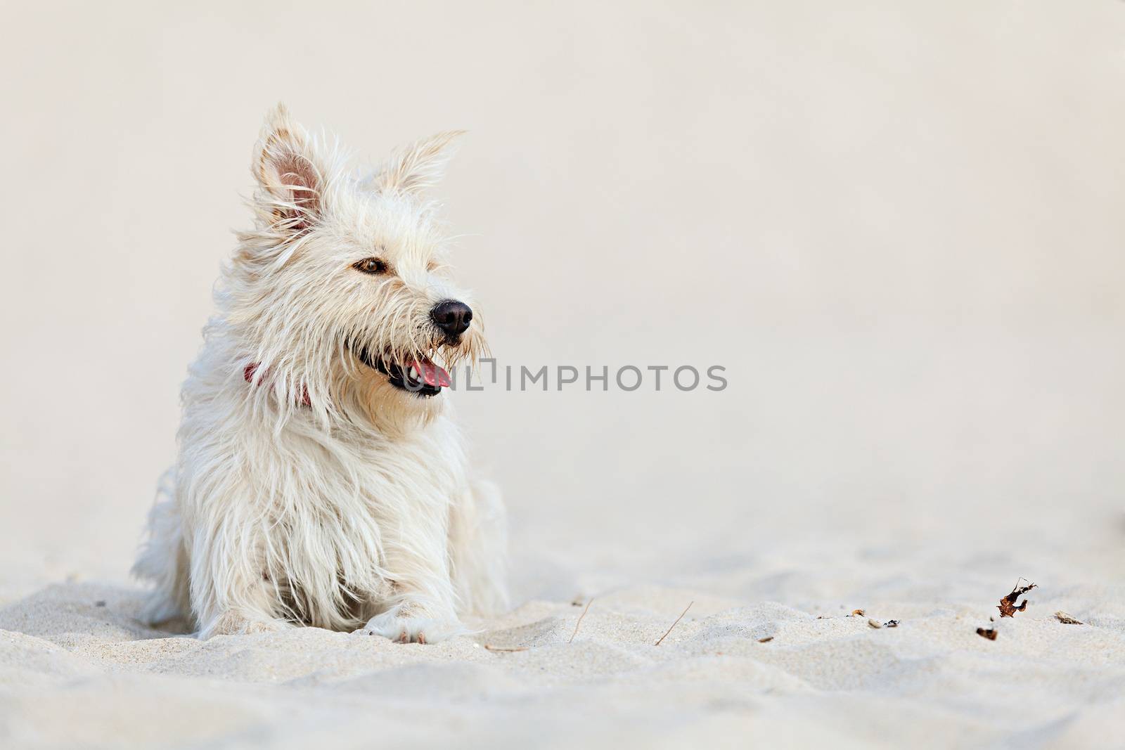White dog on the beach by ajn