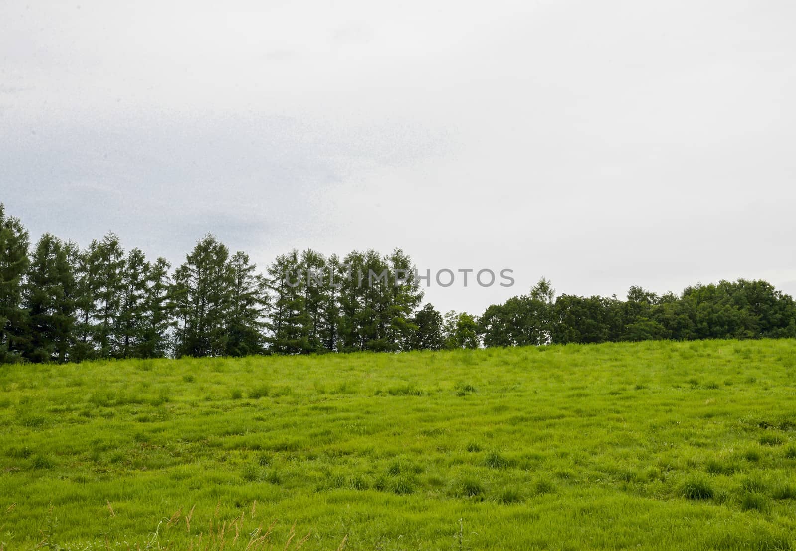 Green grass field on the hill
