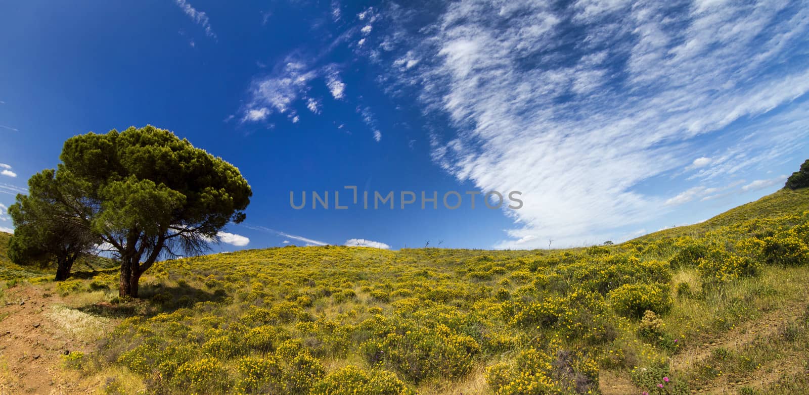 Algarve countryside hills with yellow bushes in Spring by membio