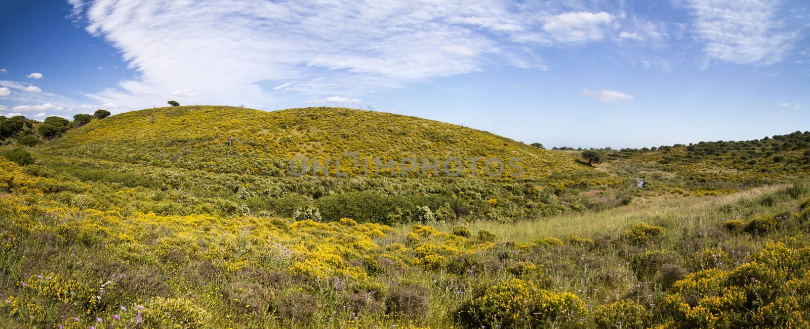 Algarve countryside hills with yellow bushes in Spring by membio