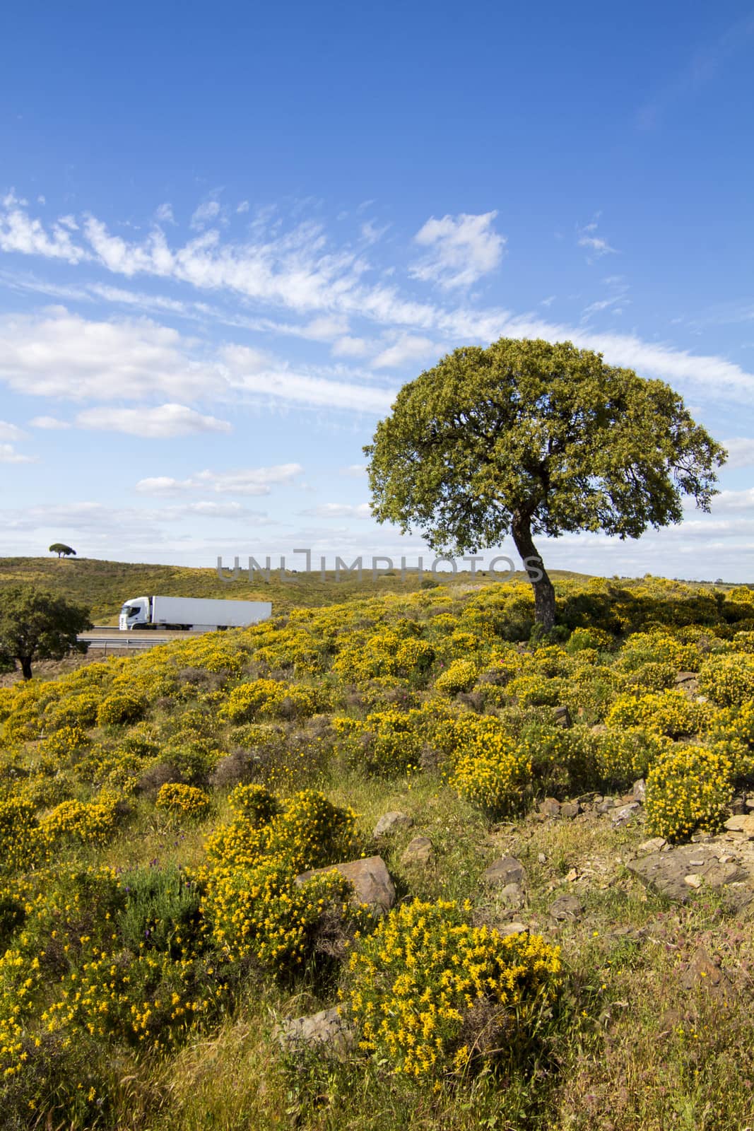 Beautiful spring view of Algarve countryside hills with yellow bushes and blue sky with white clouds located in Portugal.