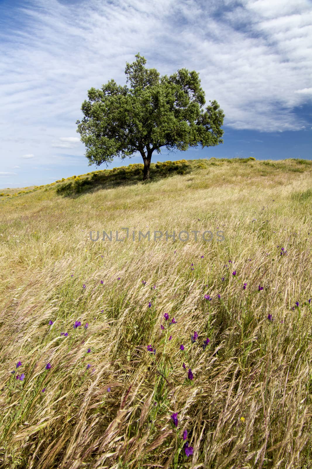 Beautiful view of the rural countryside of the Algarve region.