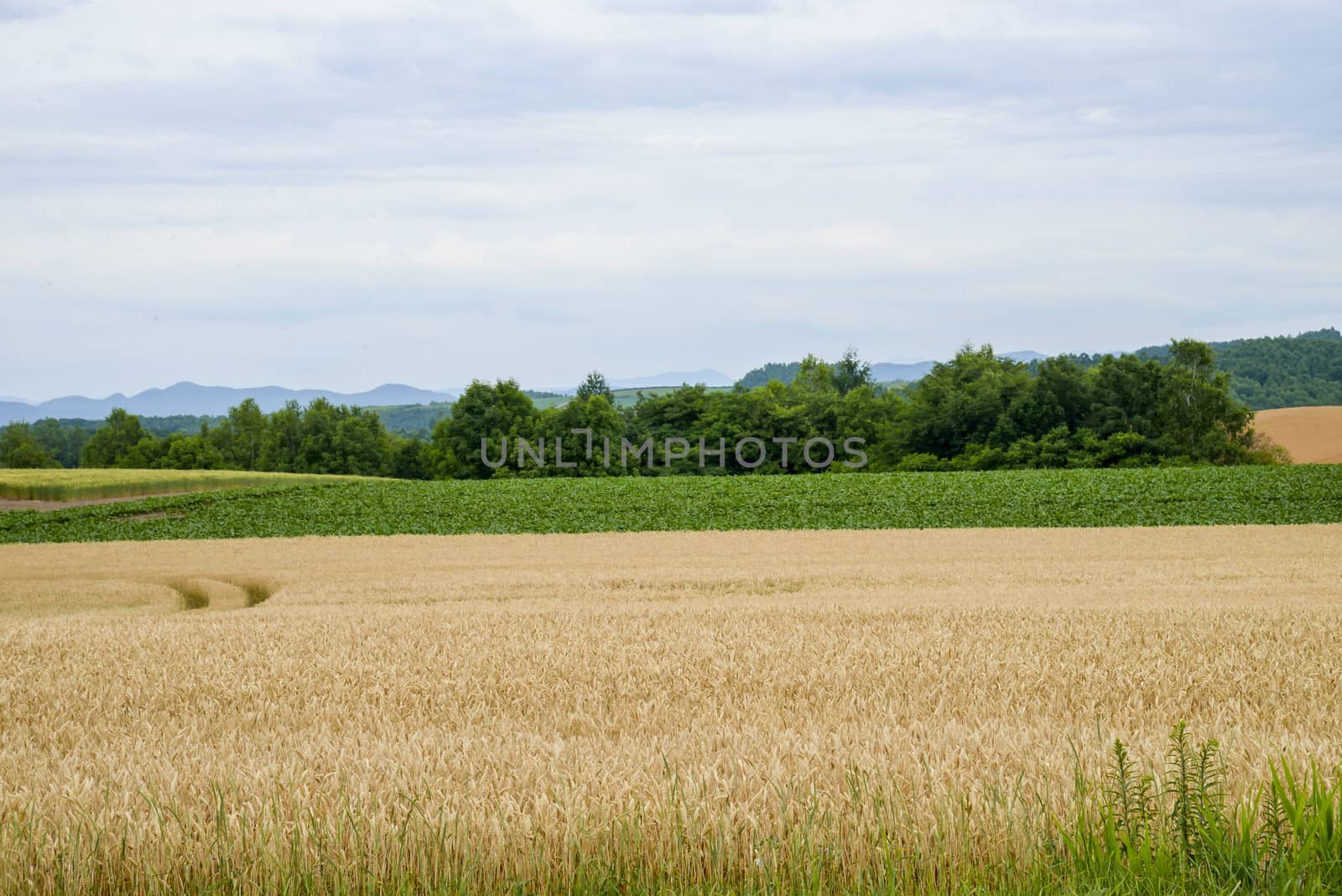 Green and Golden rice field3