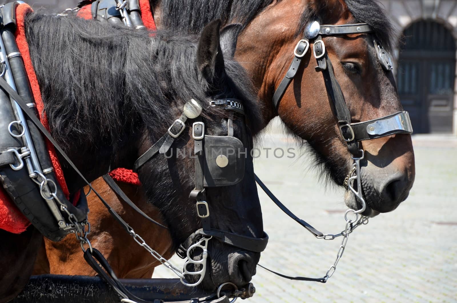Work horses in Bruges, Belgium.