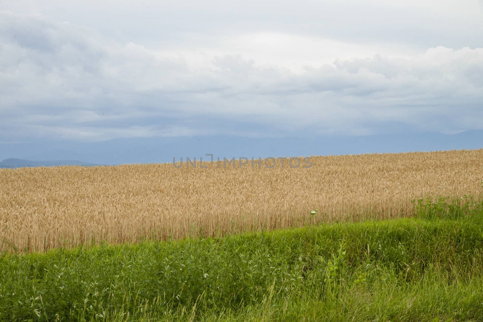 Barley field with cloudy sky4 by gjeerawut