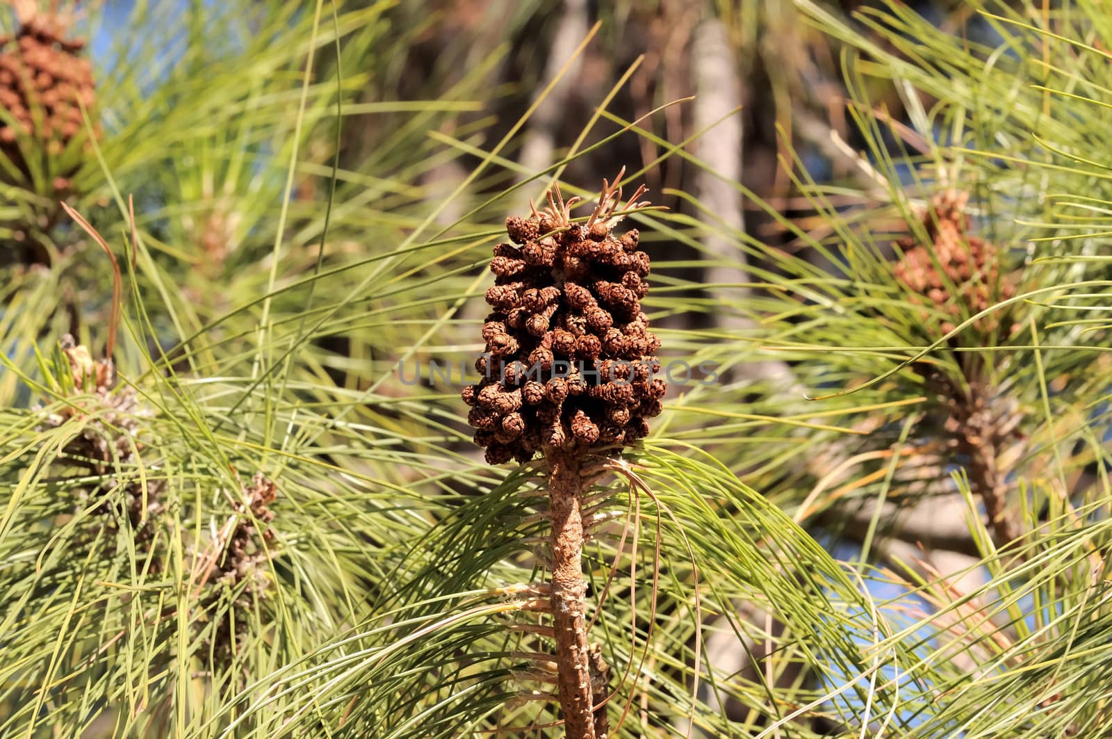 Brown Pine Cone on a Pine Tree with Green Leaves