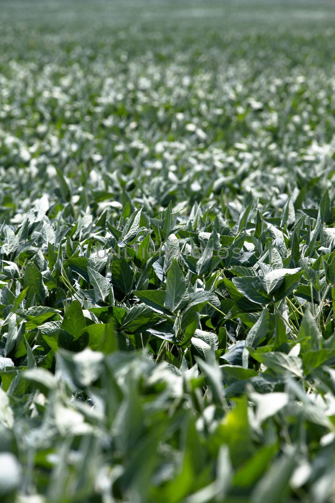 Background image of a crop of lush green vegetables growing in an agricultural field, with shallow dof