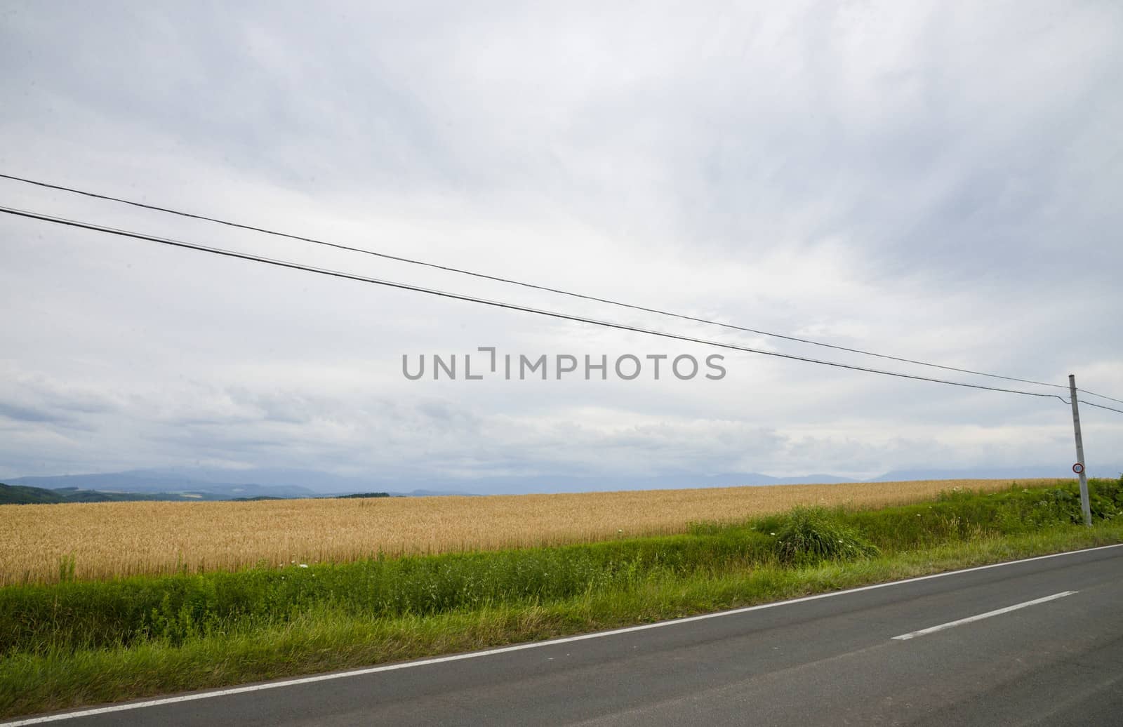 Barley field with cloudy sky3 by gjeerawut