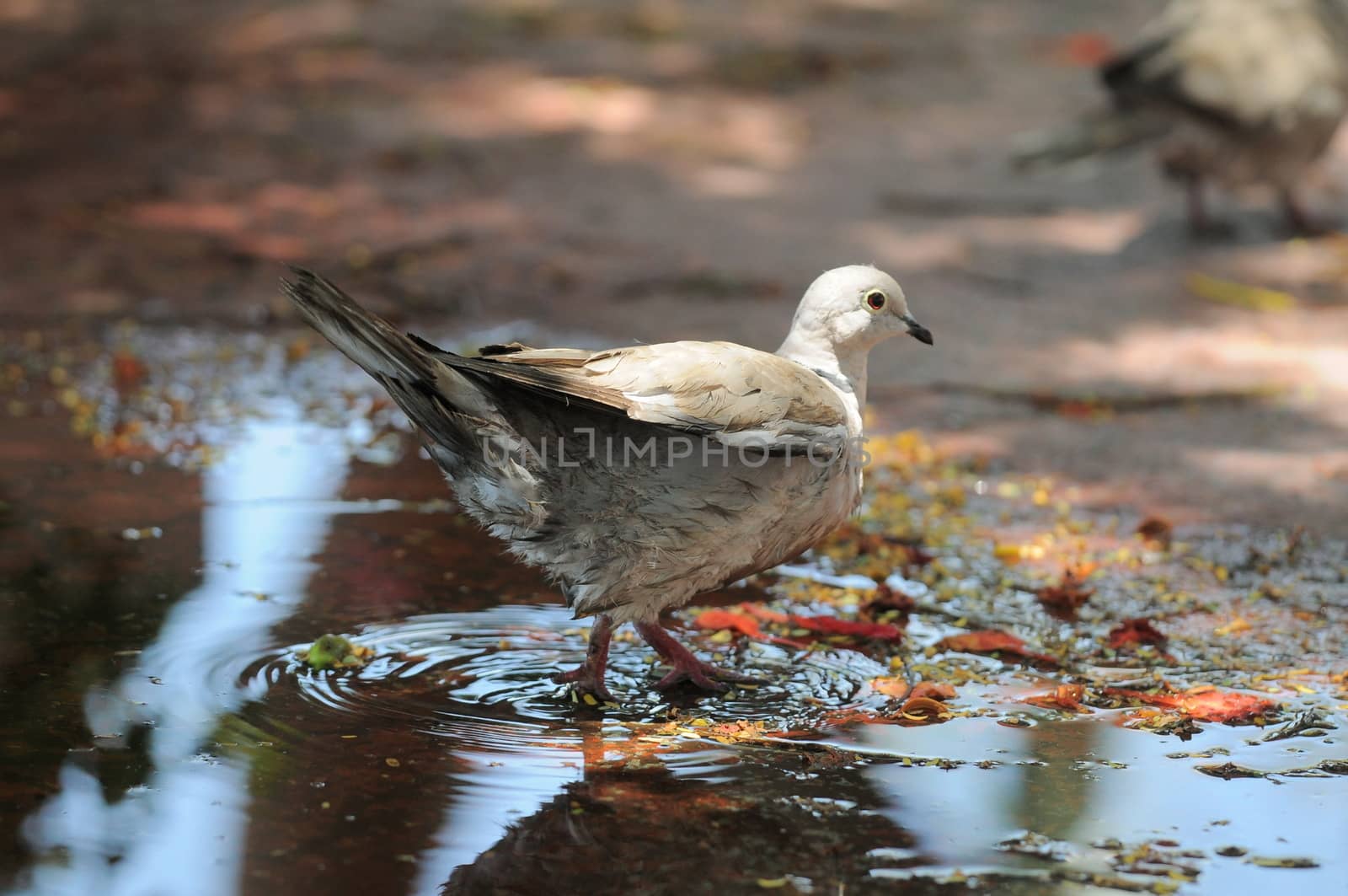 Wet Pigeon on a Small Water Pond