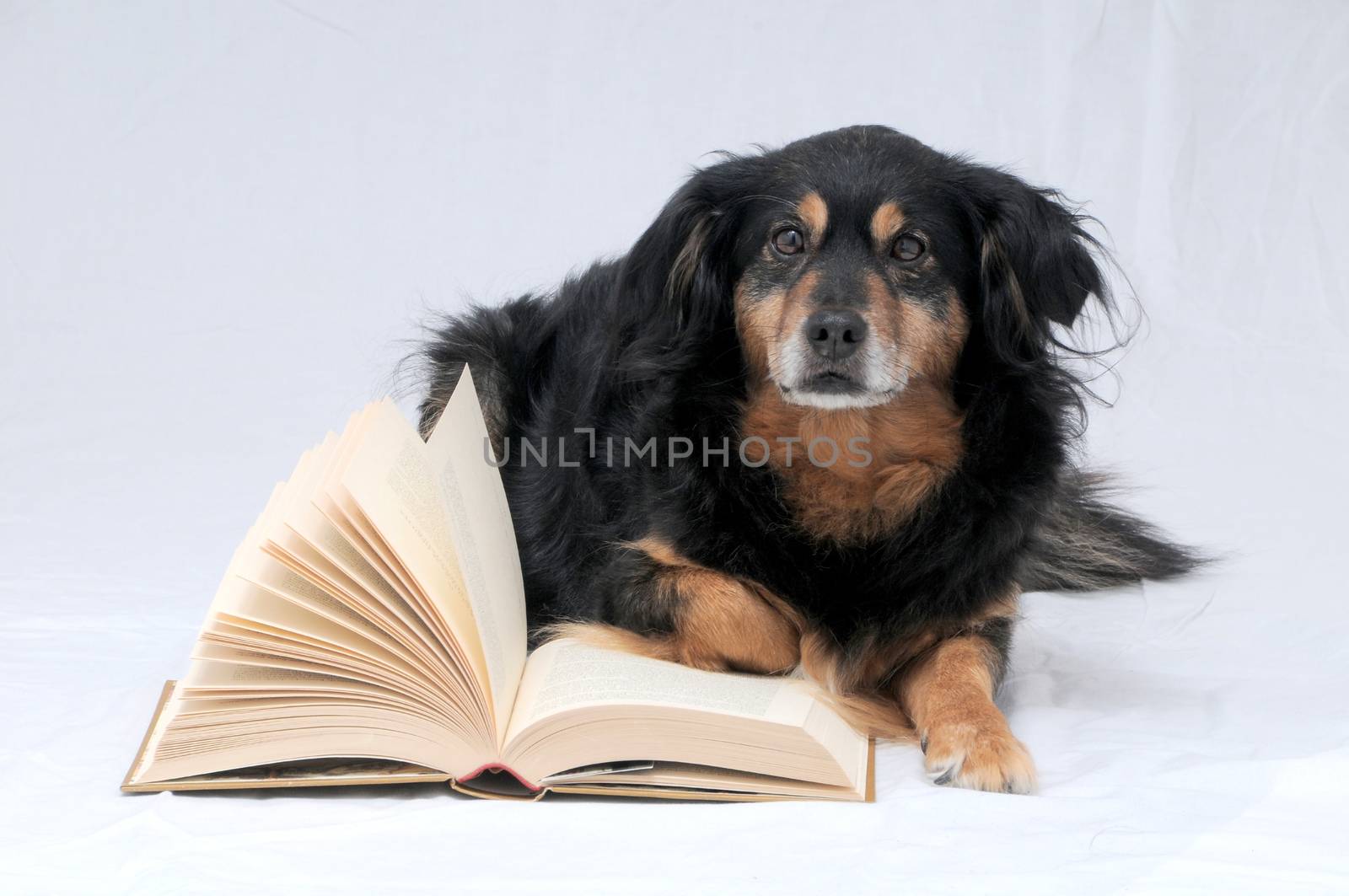 One intelligent Black Dog Reading a Book on a White Background