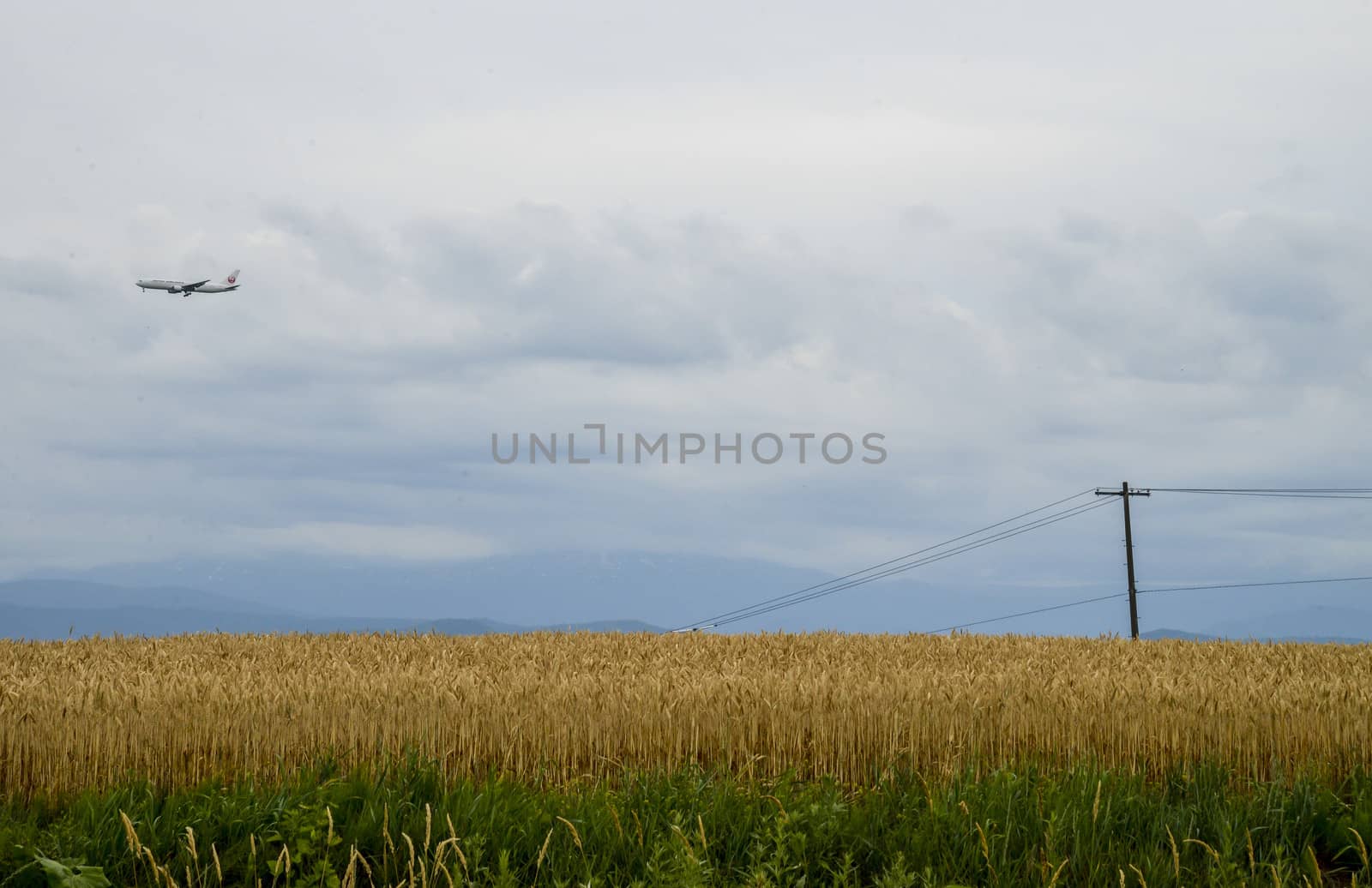 Barley field with cloudy sky2