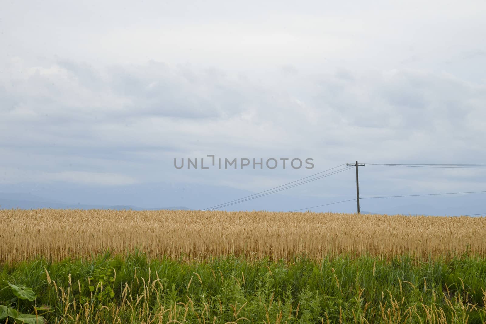 Barley field with cloudy sky1