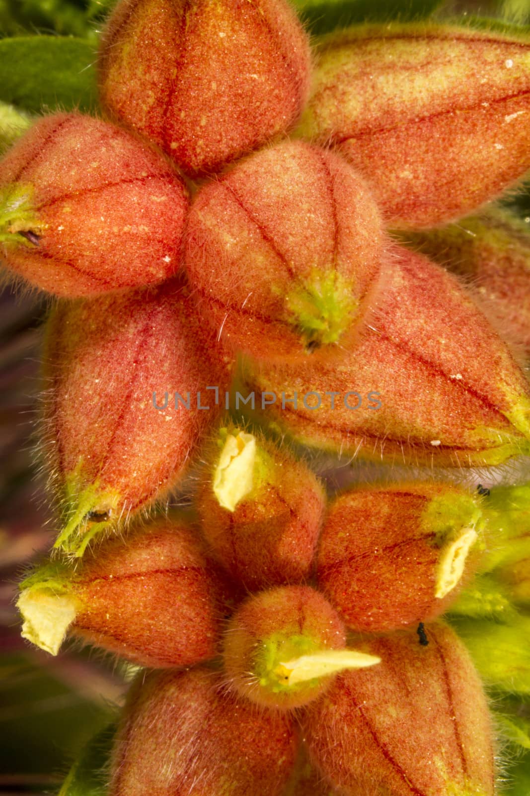 Annual Kidney Vetch (Tripodion tetraphyllum) by membio