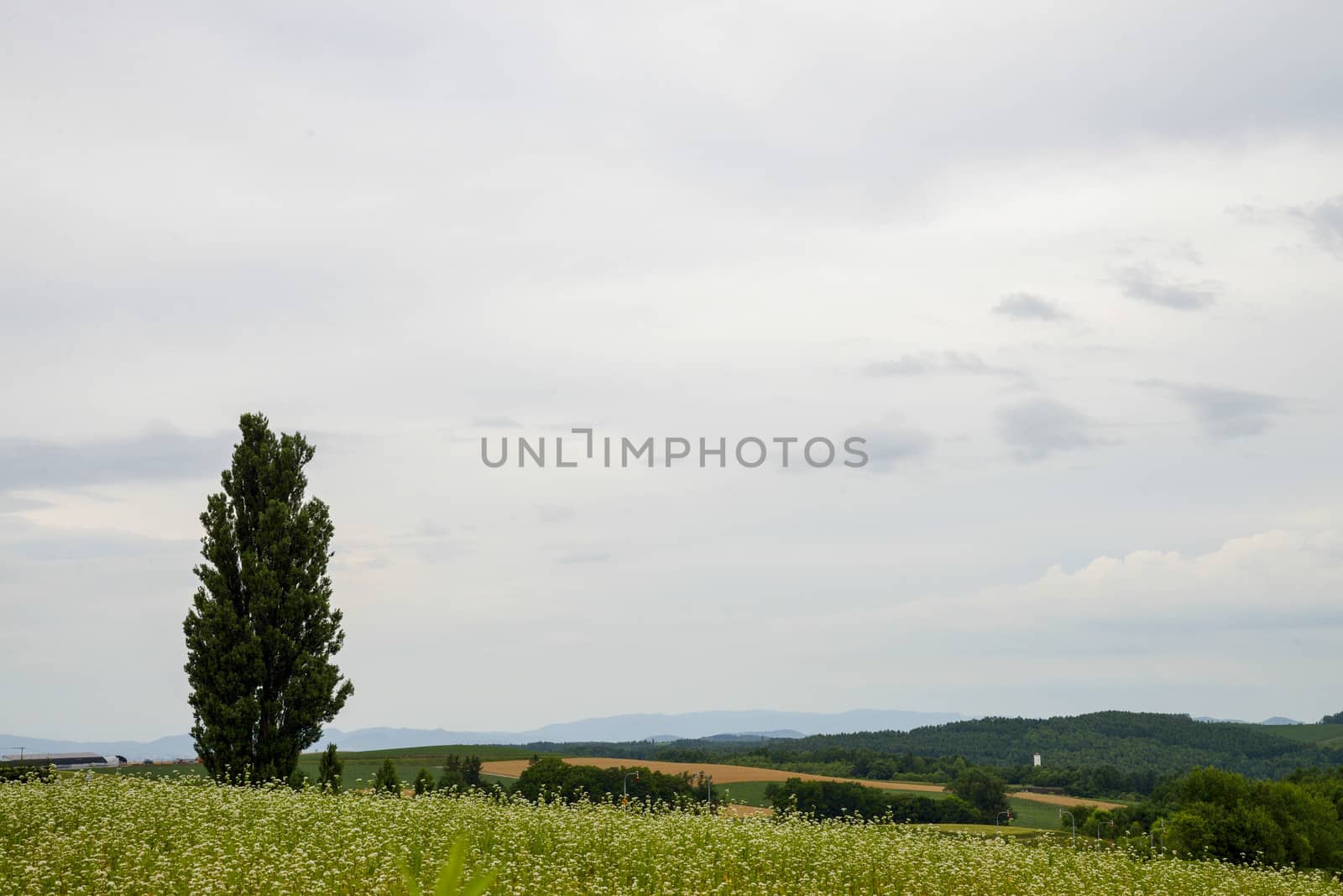 A poplar tree in the field of flower potato6