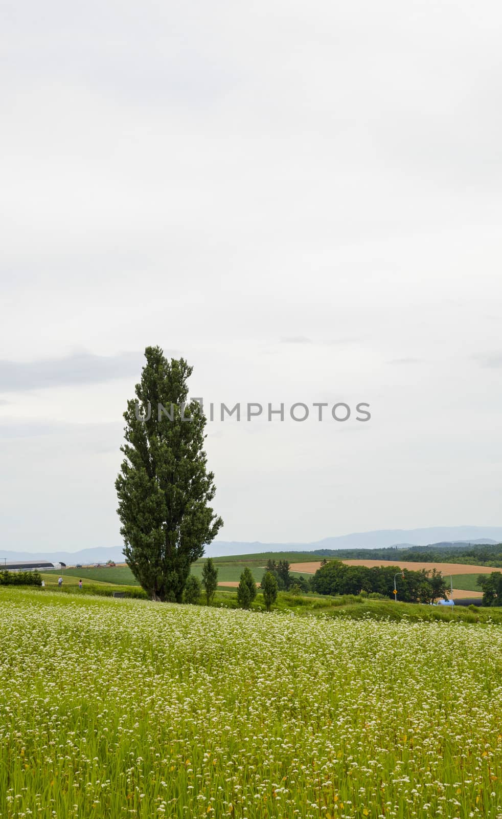 A poplar tree in the field of flower potato5