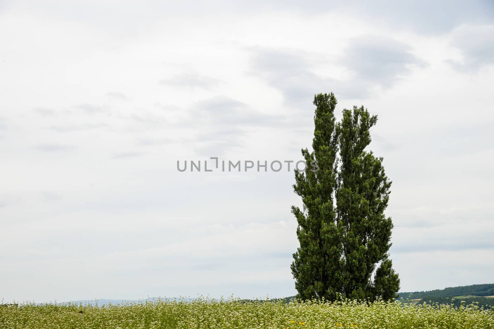A poplar tree in the field of flower potato3 by gjeerawut