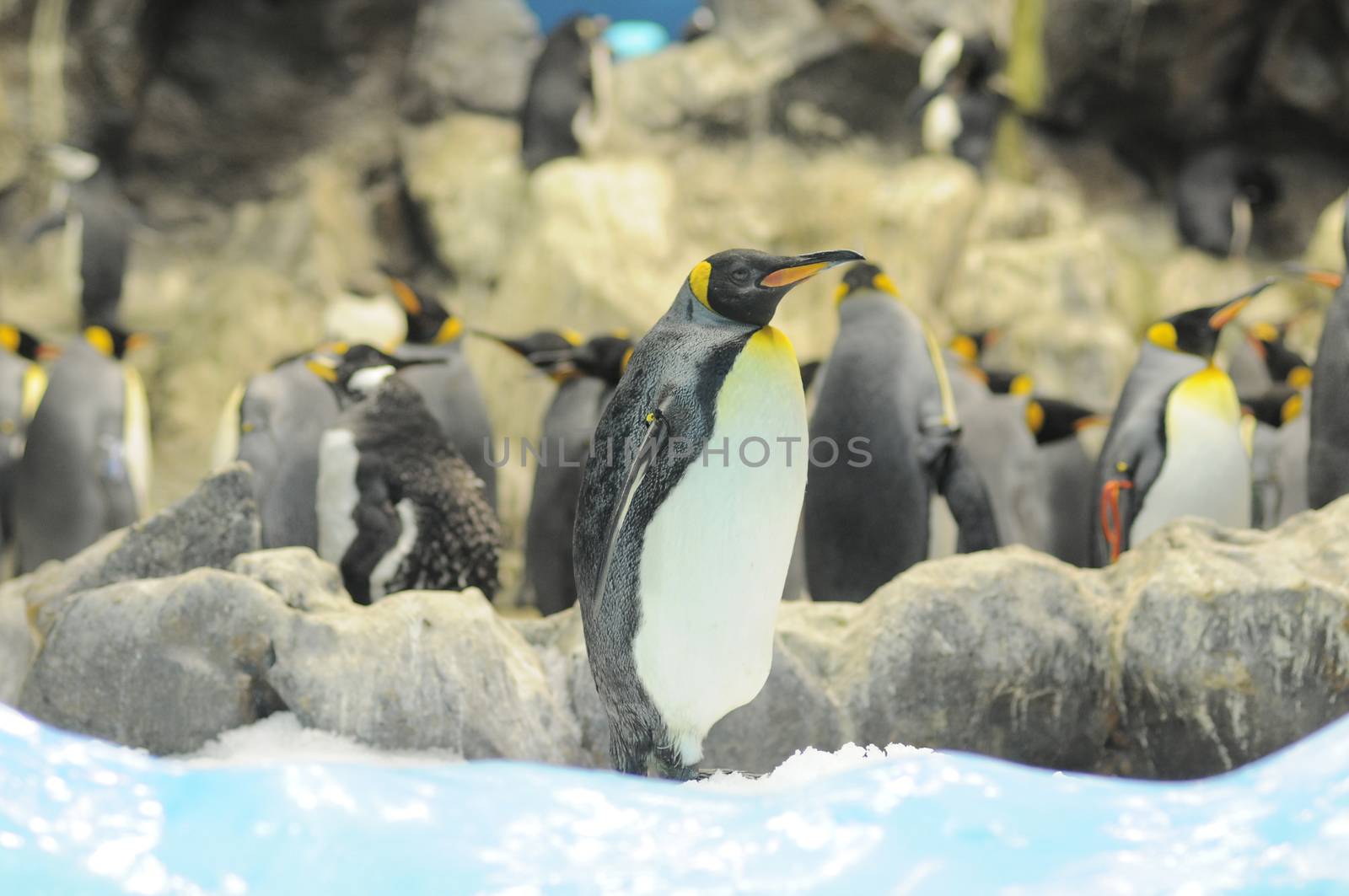 Black and White Colored Penguin in a Cold Place