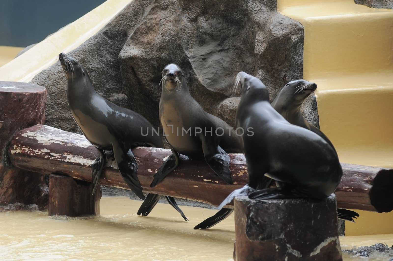 Addomesticated Sea Lion on Park in Canary Islands